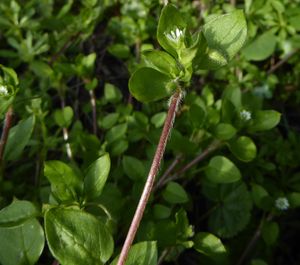 닭의장풀은 줄기 한쪽에 털이 한 줄로 나 있다.