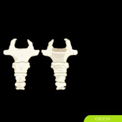 엉치뼈 아래에 있는 4개의 꼬리뼈