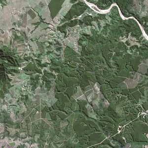 대서양림 조각화