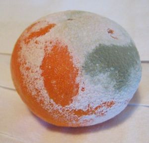 푸른곰팡이가 번식한 귤. 일부에는 사전에 니스타틴이 도포되어 있다.