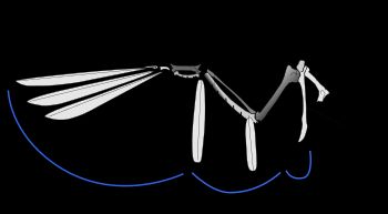 A illustration of the skeleton of a bird wing, with lines indicating where feather shafts would attach