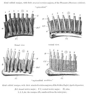 꿩의 2차 깃털에서 정위성(위)과, 독수리의 2차 깃털에서 이위성(아래)을 보여준다
