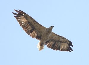 비행 중인 어린 흰배바다수리(Haliaeetus leucogaster)의 날개에서 털갈이 파동