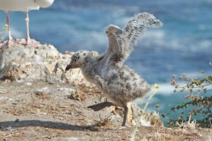 날개깃을 발달시키며 날갯짓을 하는 생후 3주 된 서부 갈매기 새끼