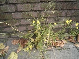 로보우가라시(루케타・세르바티카)