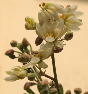 모링가 올레이페라(Moringa oleifera) 꽃은 인도 아대륙에서 인기 있는 식재료이다.