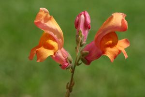 금어초(Antirrhinum majus)