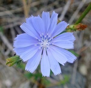 치커리(Cichorium intybus)