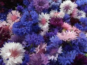 수레국화(Centaurea cyanus)