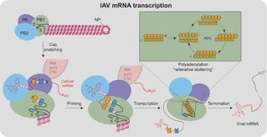 캡 스내칭을 통한 바이러스 중합 효소의 mRNA 전사 개시.