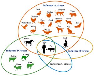 인플루엔자 바이러스의 숙주 범위