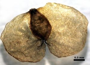 2b. 자작나무(자작나무과)의 시과