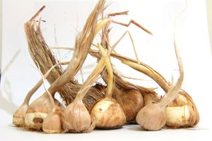 샤프란 덩이줄기