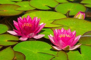 캐나다 온타리오의 수련