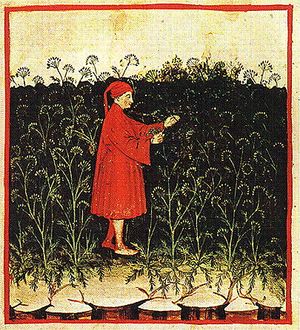 『건강전서』속 회향(14세기경)