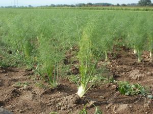 독일의 회향 밭