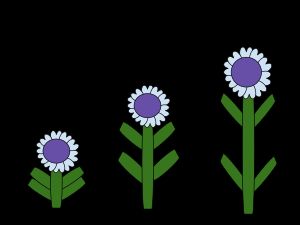 지베렐린 함량에 따른 식물 줄기 변화: 1. 지베렐린 부족, 마디 길이 "0", 왜소. 2. 지베렐린 적당량, 평균 마디 길이. 3. 지베렐린 과다, 세포 분열 촉진, 긴 마디 길이.