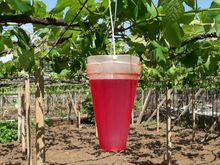 식용 색소로 착색된 지베렐린 용액(델라웨어에 대하여) 야마나시현 고후시(2010년 5월 촬영)