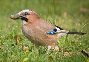 어치는 도토리를 먹고 종자 산포를 돕는다.