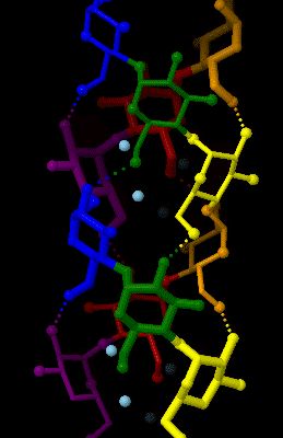 아밀로스 A는 포도당의 선형 사슬로 이루어진 평행 이중 나선이다.