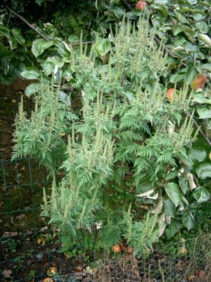 벨기에의 닭장 안의 돼지풀