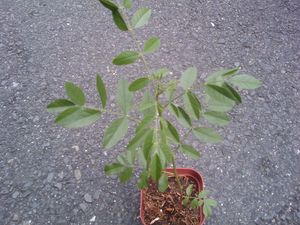 스페인 감초 잎