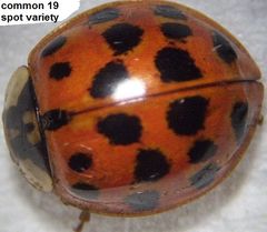 전형적인 북부 캘리포니아산 H. axyridis 표본