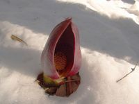 주변의 빙설을 녹여 개화한다. 사진은 다케모리 붓꽃 군락