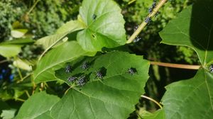 2018년 7월 초 미국 펜실베이니아주, 벅스 카운티에서 Vitis labrusca에 있는 꽃매미 약충