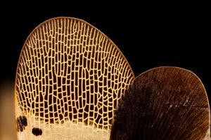 "벽돌과 박격포" 날개 구조 근접 촬영