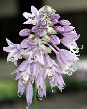 꽃은 속씨식물의 생식 기관을 포함한다.