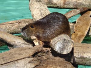 통나무 위에 있는 동물원 동물