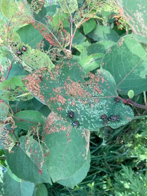 일본 풍뎅이가 미국자리공 잎을 갉아먹고 있다.