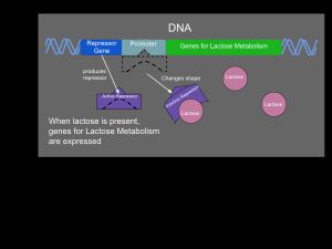 원핵생물에서 젖당이 존재할 때, 젖당은 유도제 역할을 하여 억제자를 비활성화시켜 젖당 대사에 필요한 유전자가 전사될 수 있도록 한다.