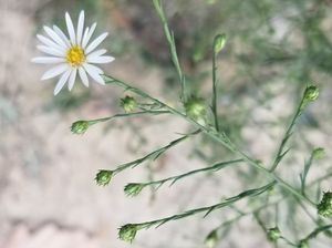 S. pilosum 변종 pringlei의 꽃차례는 각자 꽃머리를 가진 많은 꽃자루가 달린 가지를 보여준다. 꽃차례는 피라미드 모양이다.