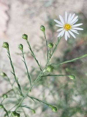 펜실베이니아주 헌팅던 근처 로스록 주립 삼림(Rothrock State Forest)에 있는 Symphyotrichum pilosum var. pringlei