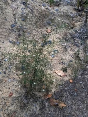 미국 펜실베이니아 주 헌팅던 군 로스록 주립 삼림의 록키 리지 자연 지역에서 발견된 미국쑥부쟁이 var. pringlei