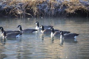 긴목캐나다기러기