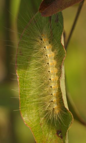 미국흰불나방 유충