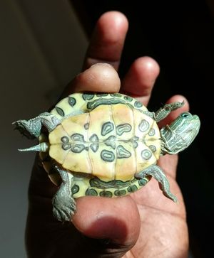 어린 붉은귀거북의 복갑