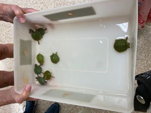 생물학자가 미시시피주 내체즈에서 잡은 여러 마리의 새끼 거북