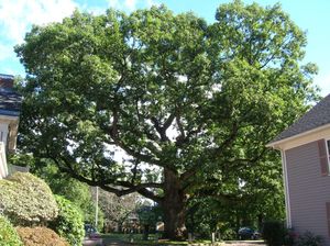 역사적인 멀리칸 오크 나무, 2012년 9월