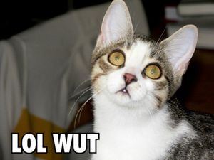 2007년 lolcat 밈. "LOL, what?"의 유머러스한 오타인 "lolwut"을 특징으로 한다.