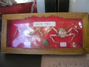 헤이지 게. 사람 얼굴 모양의 게 껍질이 특징이다.