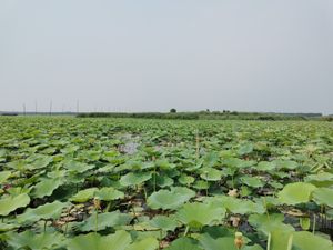 웨이산호, 자오좡시 동쪽에 위치