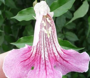 능소화과 꽃, 윗입술 제거. 강생 4개의 수술과 스타일-스티그마를 모두 등쪽 위치에 둔 것을 주목하십시오.