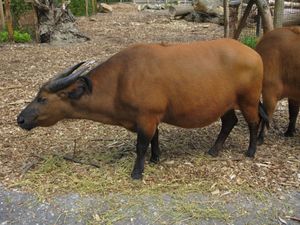 로테르담 동물원의 아프리카숲물소