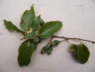 열매가 도토리와 유사한 미숙한 열매가 달린 Ocotea obtusata의 가지