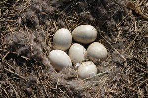 둥지 속 회색기러기 알 (헝가리)