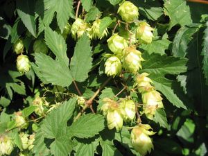 Humulus lupulus with nearly mature flowers (hops)